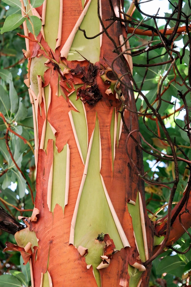 Pacific Madrone Tree Seeds - Arbutus Menziesii - 10 Seeds - Outdoor - Image 3
