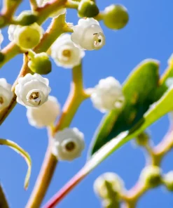 Pacific Madrone Tree Seeds - Arbutus Menziesii - 10 Seeds - Outdoor - Image 5