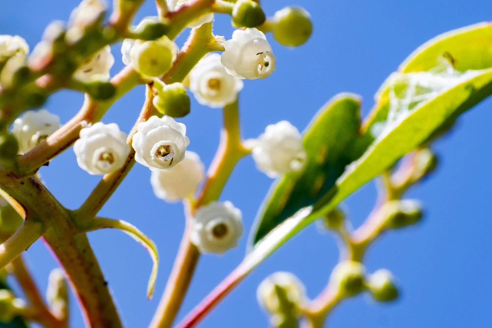 Pacific Madrone Tree Seeds - Arbutus Menziesii - 10 Seeds - Outdoor - Image 5