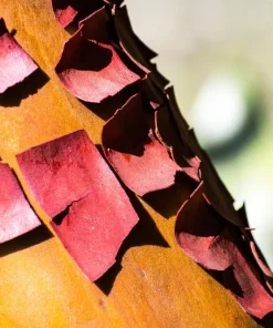 Pacific Madrone Tree Seeds - Arbutus Menziesii - 10 Seeds - Outdoor - Image 6