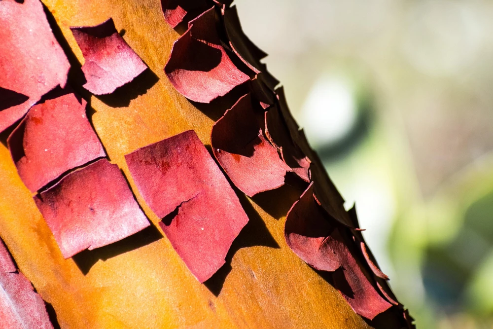 Pacific Madrone Tree Seeds - Arbutus Menziesii - 10 Seeds - Outdoor - Image 6
