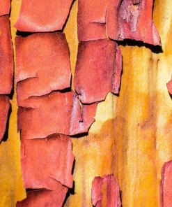 Pacific Madrone Tree Seeds - Arbutus Menziesii - 10 Seeds - Outdoor - Image 7