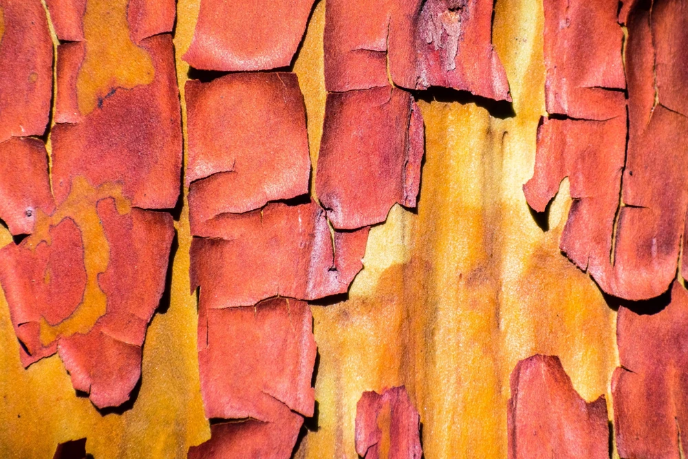 Pacific Madrone Tree Seeds - Arbutus Menziesii - 10 Seeds - Outdoor - Image 7