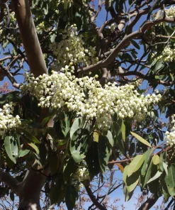 Pacific Madrone Tree Seeds - Arbutus Menziesii - 10 Seeds - Outdoor - Image 8