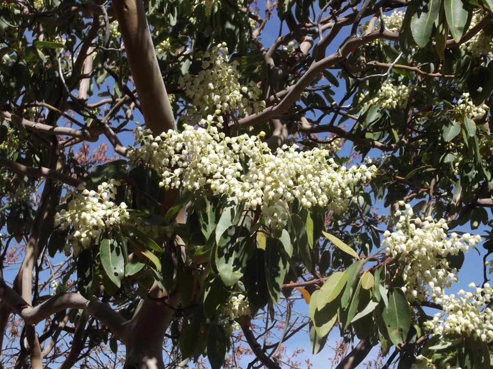 Pacific Madrone Tree Seeds - Arbutus Menziesii - 10 Seeds - Outdoor - Image 8