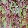 Pacific Madrone Tree Seeds - Arbutus Menziesii - 10 Seeds - Outdoor - Image 1