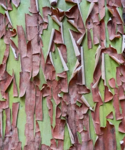 Pacific Madrone Tree Seeds - Arbutus Menziesii - 10 Seeds - Outdoor - Image 1