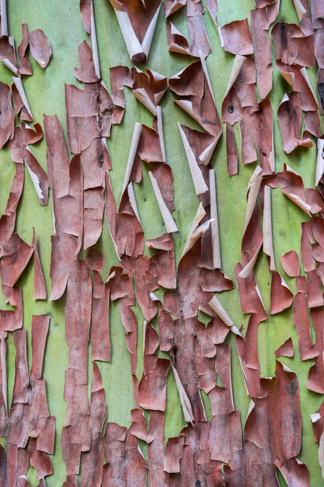 Pacific Madrone Tree Seeds - Arbutus Menziesii - 10 Seeds - Outdoor - Image 1