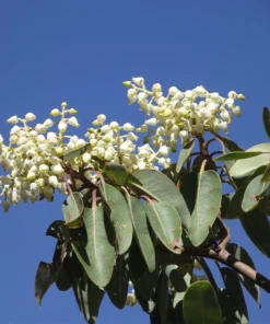 Pacific Madrone Tree Seeds - Arbutus Menziesii - 10 Seeds - Outdoor - Image 9