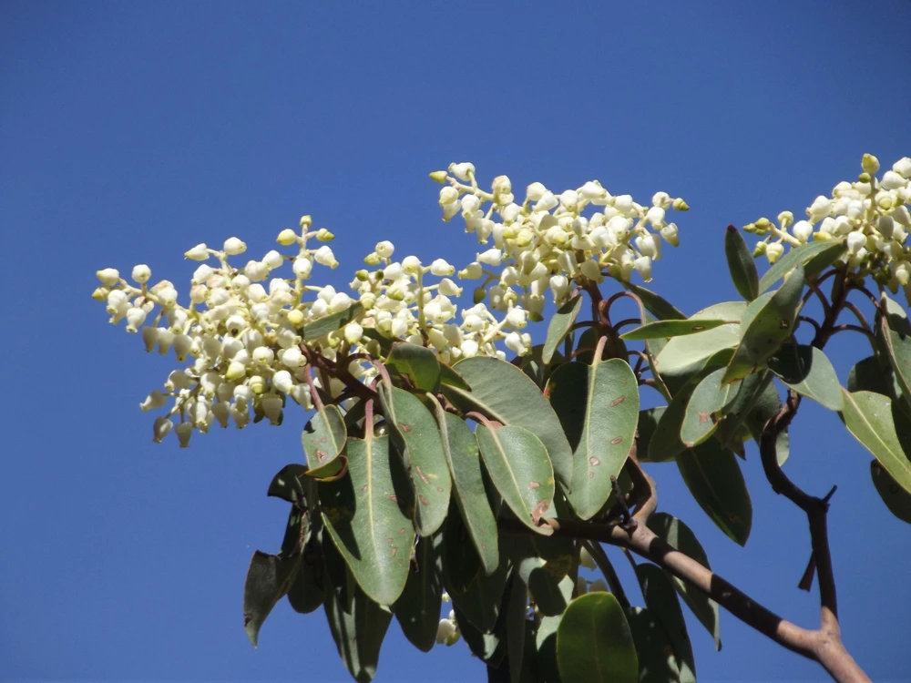 Pacific Madrone Tree Seeds - Arbutus Menziesii - 10 Seeds - Outdoor - Image 9