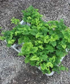 Pacific Maidenhair Fern | Adiantum monocolor | 2in pot | 4in pot - Image 2