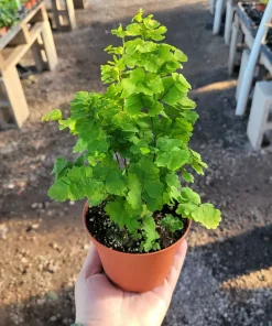Pacific Maidenhair Fern | Adiantum monocolor | 2in pot | 4in pot - Image 3