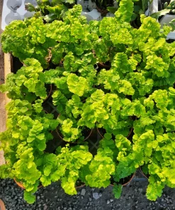 Pacific Maidenhair Fern | Adiantum monocolor | 2in pot | 4in pot - Image 4