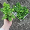 Pacific Maidenhair Fern | Adiantum monocolor | 2in pot | 4in pot - Image 1