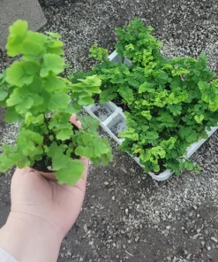Pacific Maidenhair Fern | Adiantum monocolor | 2in pot | 4in pot - Image 1