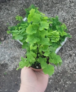 Pacific Maidenhair Fern | Adiantum monocolor | 2in pot | 4in pot - Image 5