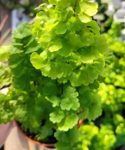 Pacific Maidenhair Fern | Adiantum monocolor | 2in pot | 4in pot - Image 6