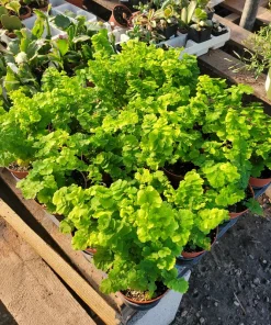 Pacific Maidenhair Fern | Adiantum monocolor | 2in pot | 4in pot - Image 7