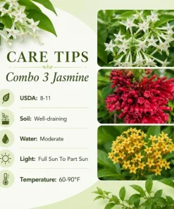Pack 3 Jasmine Mix Live Plants, Fragrant Perennial Outdoor Garden Plants, 4-6 Inches Tall - Image 2