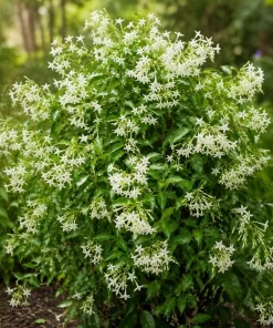 Pack 3 Jasmine Mix Live Plants, Fragrant Perennial Outdoor Garden Plants, 4-6 Inches Tall - Image 3