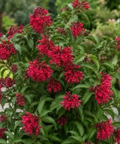 Pack 3 Jasmine Mix Live Plants, Fragrant Perennial Outdoor Garden Plants, 4-6 Inches Tall - Image 4