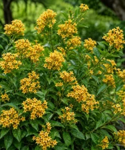Pack 3 Jasmine Mix Live Plants, Fragrant Perennial Outdoor Garden Plants, 4-6 Inches Tall - Image 5