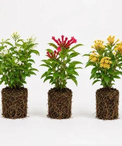 Pack 3 Jasmine Mix Live Plants, Fragrant Perennial Outdoor Garden Plants, 4-6 Inches Tall - Image 6