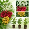 Pack 3 Jasmine Mix Live Plants, Fragrant Perennial Outdoor Garden Plants, 4-6 Inches Tall - Image 1
