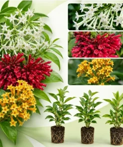 Pack 3 Jasmine Mix Live Plants, Fragrant Perennial Outdoor Garden Plants, 4-6 Inches Tall - Image 1