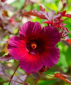 Pack of 2 Cranberry Hibiscus Live Plants, 4-6 Inches, Red Foliage, Indoor Outdoor - Image 2