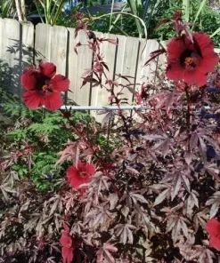Pack of 2 Cranberry Hibiscus Live Plants, 4-6 Inches, Red Foliage, Indoor Outdoor - Image 3