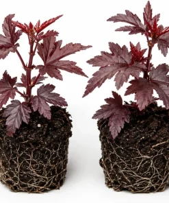 Pack of 2 Cranberry Hibiscus Live Plants, 4-6 Inches, Red Foliage, Indoor Outdoor - Image 4