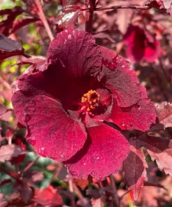 Pack of 2 Cranberry Hibiscus Live Plants, 4-6 Inches, Red Foliage, Indoor Outdoor - Image 5