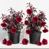 Pack of 2 Cranberry Hibiscus Live Plants, 4-6 Inches, Red Foliage, Indoor Outdoor - Image 1