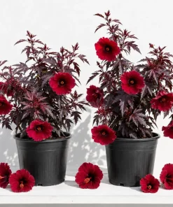 Pack of 2 Cranberry Hibiscus Live Plants, 4-6 Inches, Red Foliage, Indoor Outdoor - Image 1