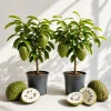 Pack of 2 Soursop Live Plants - Guanabana Tropical Fruit Tree, 5-10 Inches Tall - Image 1