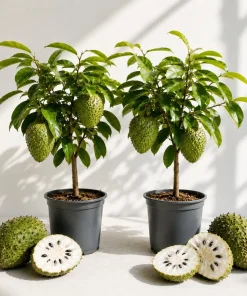 Pack of 2 Soursop Live Plants - Guanabana Tropical Fruit Tree, 5-10 Inches Tall - Image 1