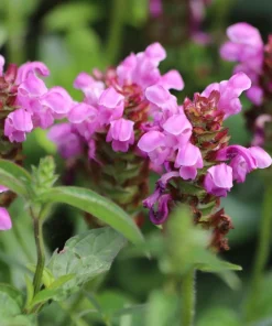 Pagoda Mix Prunella Grandiflora Flower Seeds - 50 Seeds, Mixed Colors - Image 10