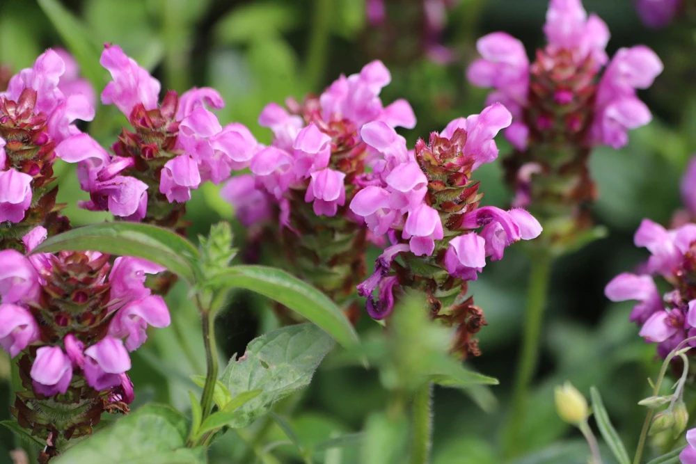Pagoda Mix Prunella Grandiflora Flower Seeds - 50 Seeds, Mixed Colors - Image 10