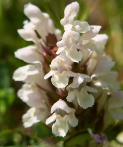 Pagoda Mix Prunella Grandiflora Flower Seeds - 50 Seeds, Mixed Colors - Image 2