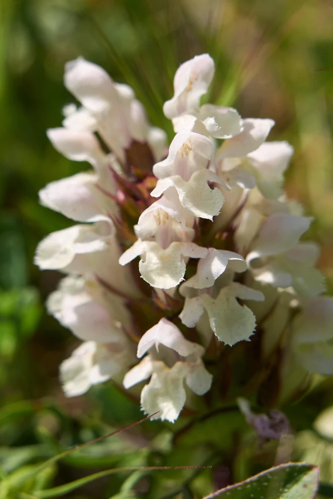 Pagoda Mix Prunella Grandiflora Flower Seeds - 50 Seeds, Mixed Colors - Image 2