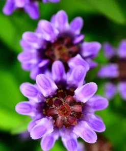 Pagoda Mix Prunella Grandiflora Flower Seeds - 50 Seeds, Mixed Colors - Image 3
