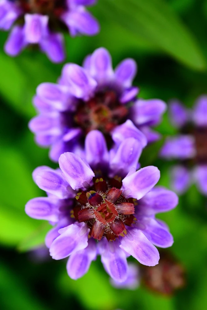 Pagoda Mix Prunella Grandiflora Flower Seeds - 50 Seeds, Mixed Colors - Image 3