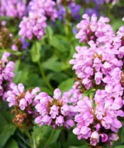 Pagoda Mix Prunella Grandiflora Flower Seeds - 50 Seeds, Mixed Colors - Image 4