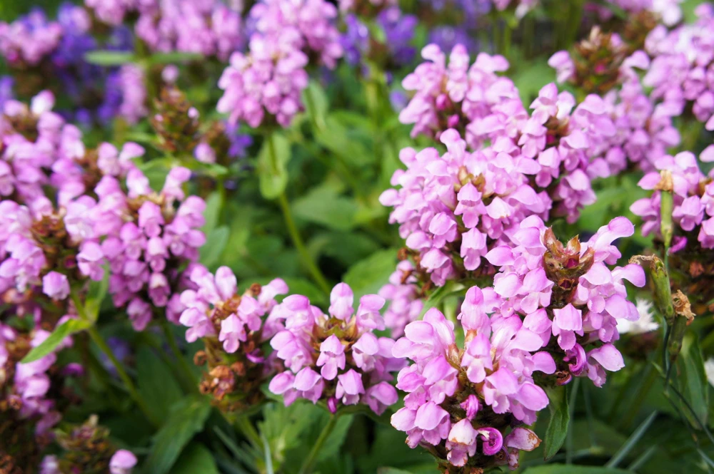 Pagoda Mix Prunella Grandiflora Flower Seeds - 50 Seeds, Mixed Colors - Image 4