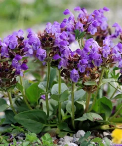 Pagoda Mix Prunella Grandiflora Flower Seeds - 50 Seeds, Mixed Colors - Image 5