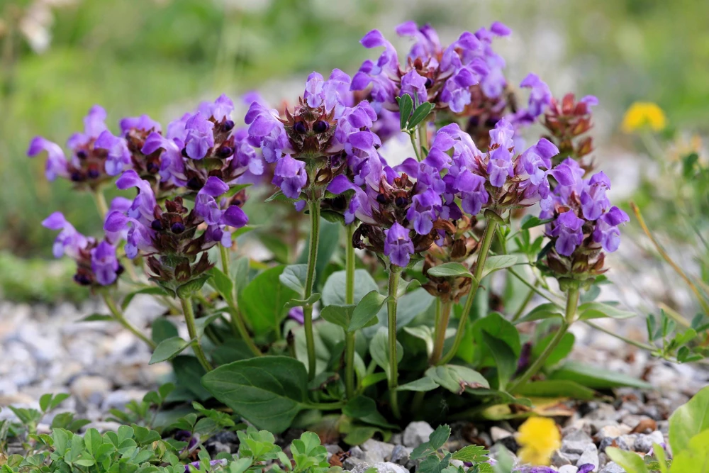 Pagoda Mix Prunella Grandiflora Flower Seeds - 50 Seeds, Mixed Colors - Image 5