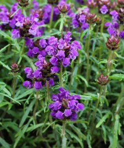 Pagoda Mix Prunella Grandiflora Flower Seeds - 50 Seeds, Mixed Colors - Image 6