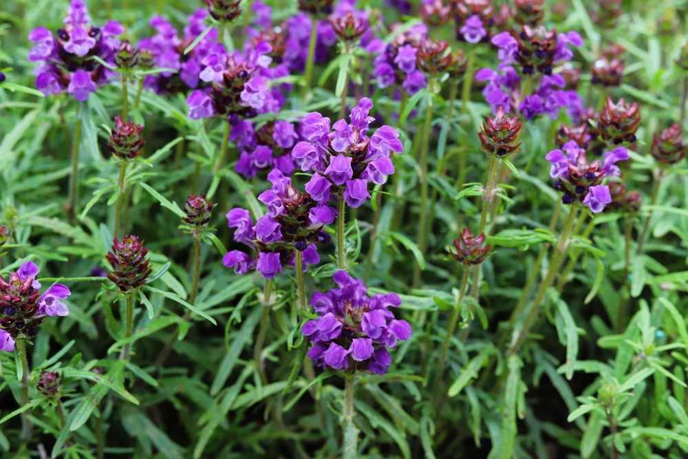 Pagoda Mix Prunella Grandiflora Flower Seeds - 50 Seeds, Mixed Colors - Image 6