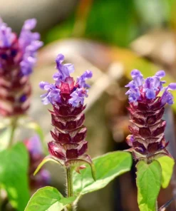 Pagoda Mix Prunella Grandiflora Flower Seeds - 50 Seeds, Mixed Colors - Image 8